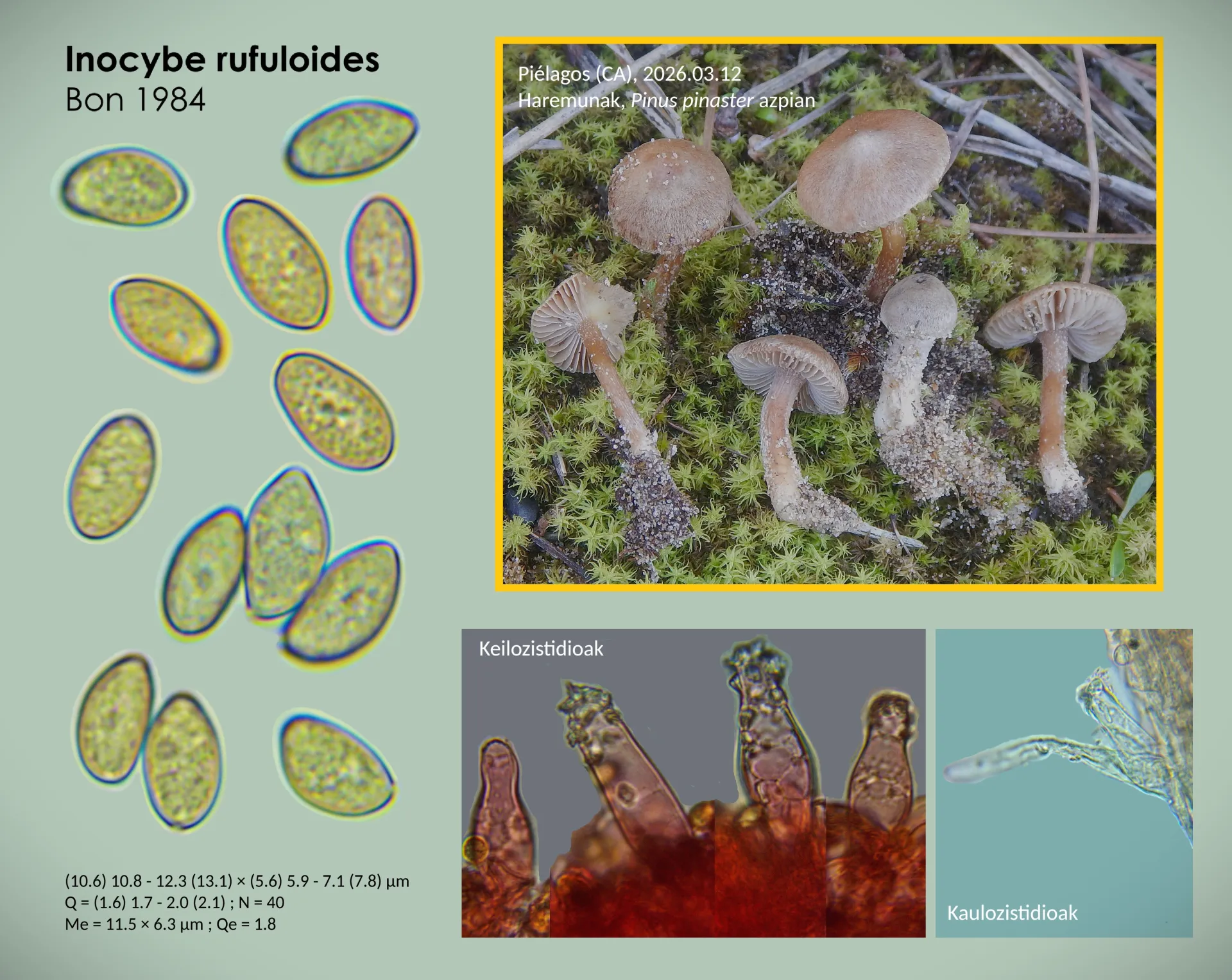 Microscopía de Inocybe rufuloides